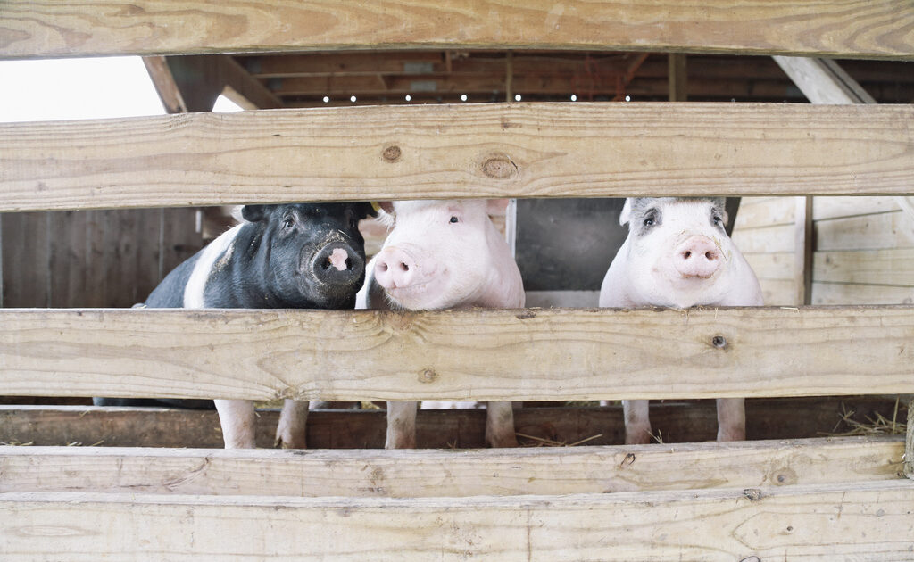 pigs