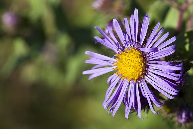 plants that attract butterflies aster