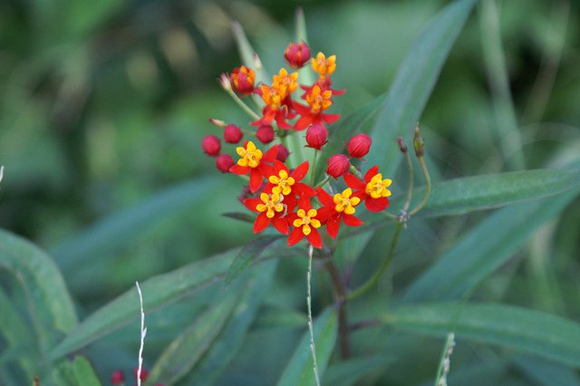 plants that attract butterflies blood flower