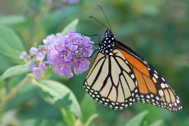 plants that attract butterflies butterfly bush