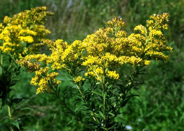plants that attract butterflies goldenrod