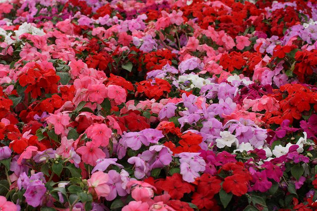 plants that attract butterflies impatiens