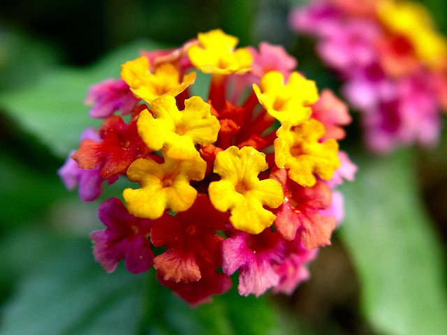 plants that attract butterflies latana