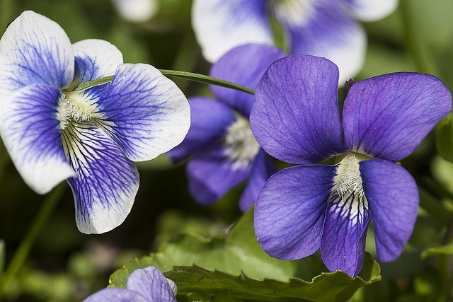 plants that attract butterflies violets