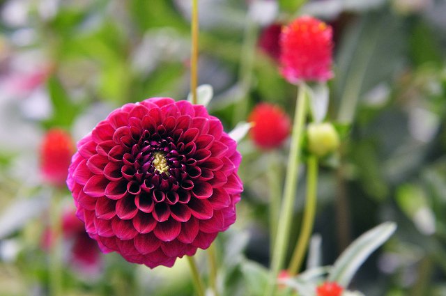 plants that attract butterflies zinnia