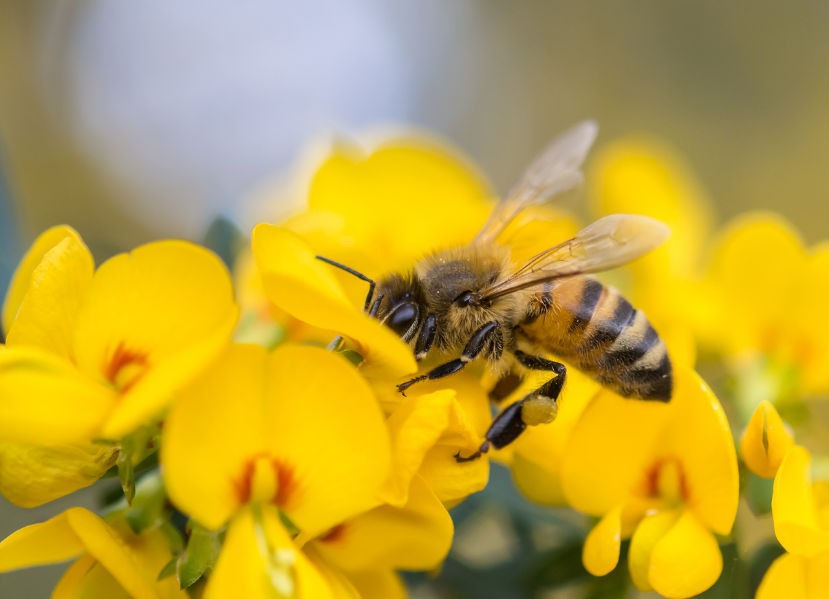 neonicotinoid pesticides