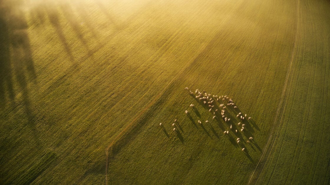 Image of an aerial view of a large open farmed field with a flock of sheep grazing as part of a regenerative agriculture movement.