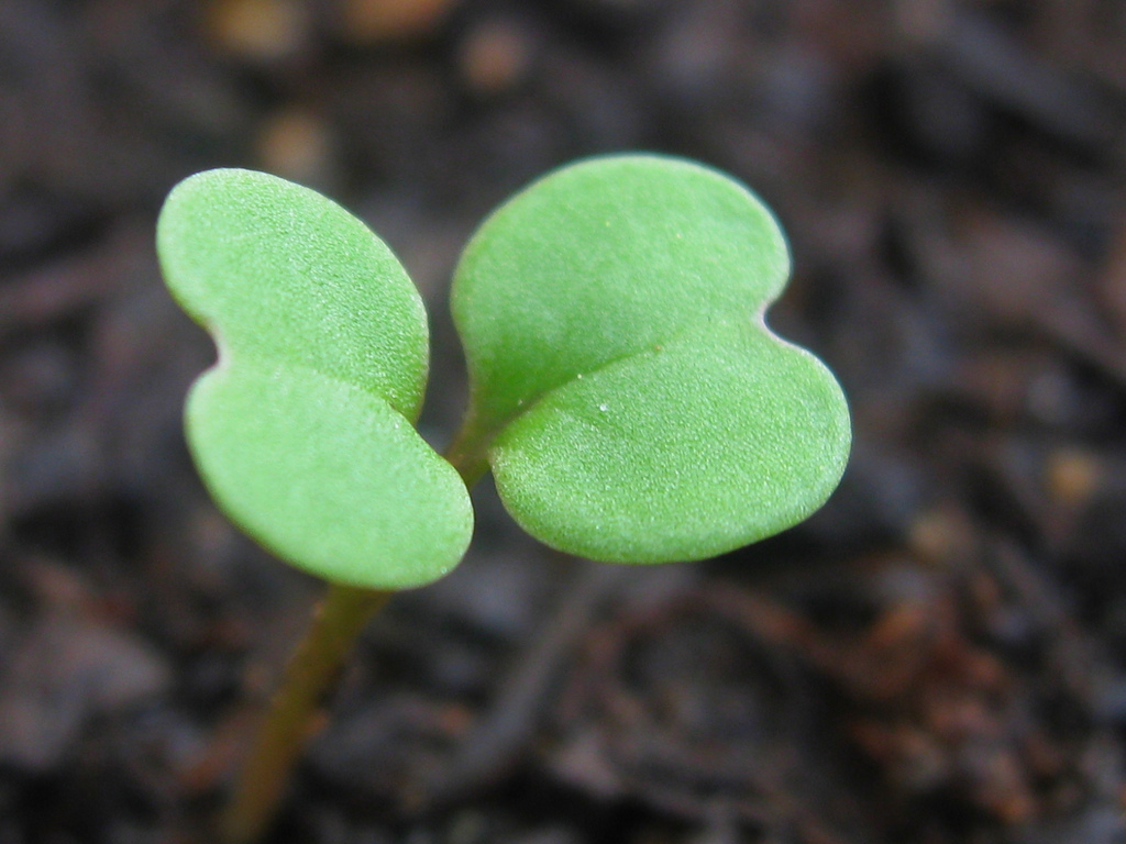 salad seedling photo