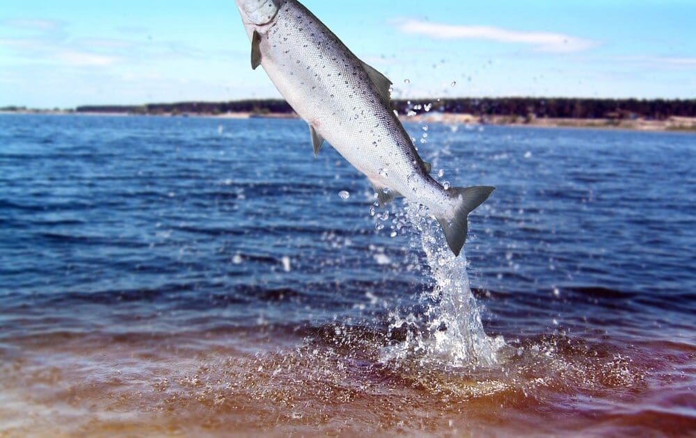 Genetically Modified Salmon Banned from Import... For Now