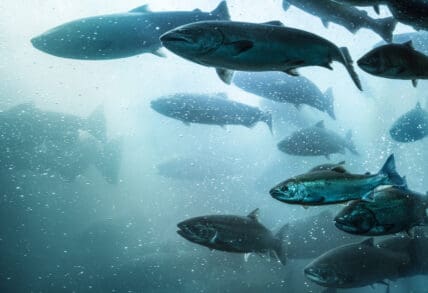 aquaculture