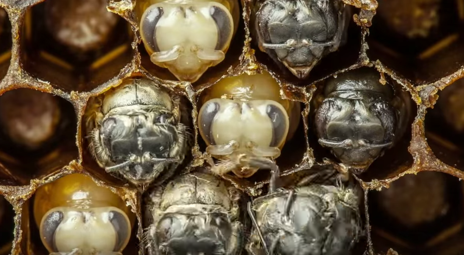 Must Watch! A Bee's Life is So Beautiful [Video]