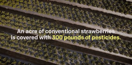 organic strawberry farm