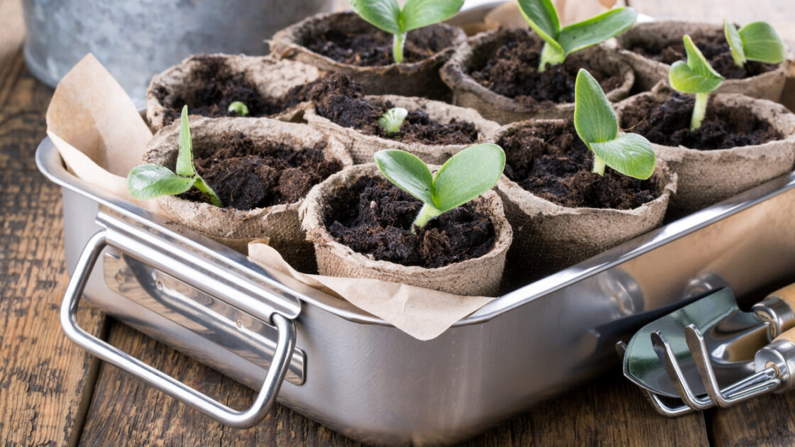 seed pots