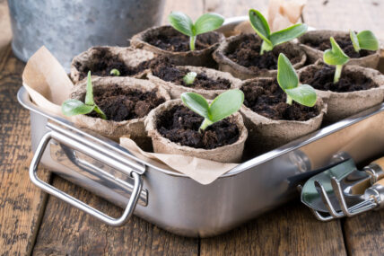 seed pots