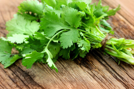 growing cilantro by throwing shade