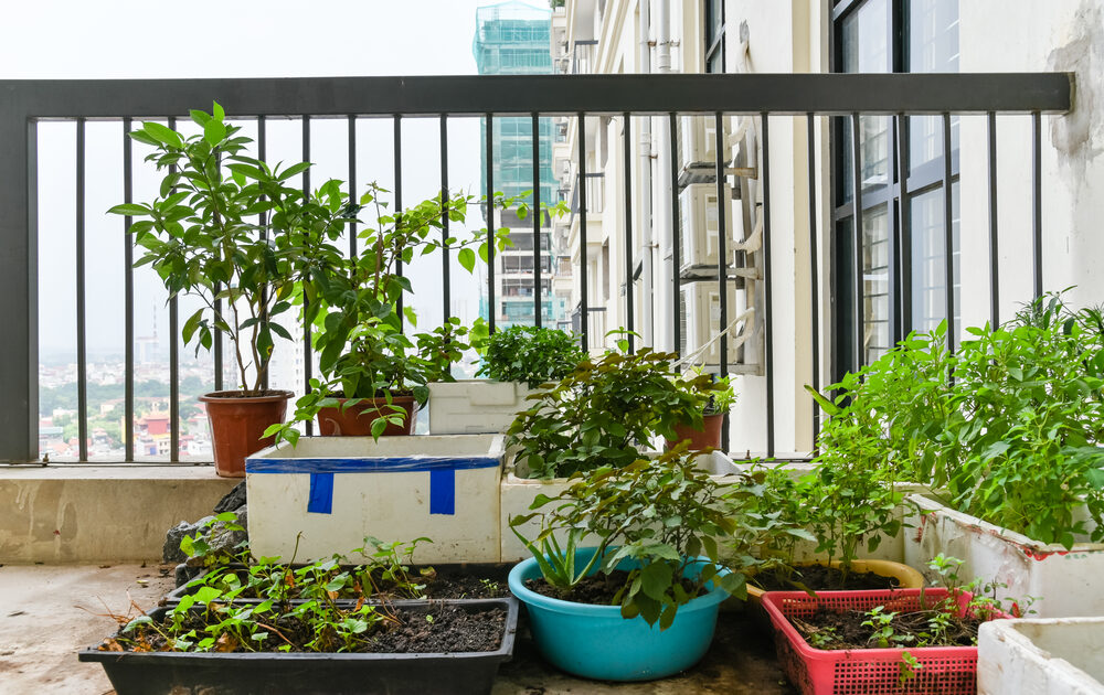 5 Practical Home Garden Solutions for City Dwellers (No More Excuses!)