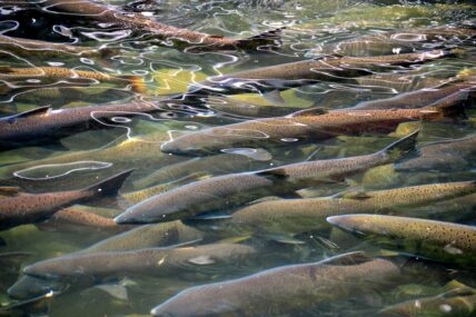 farmed salmon are going deaf around the world