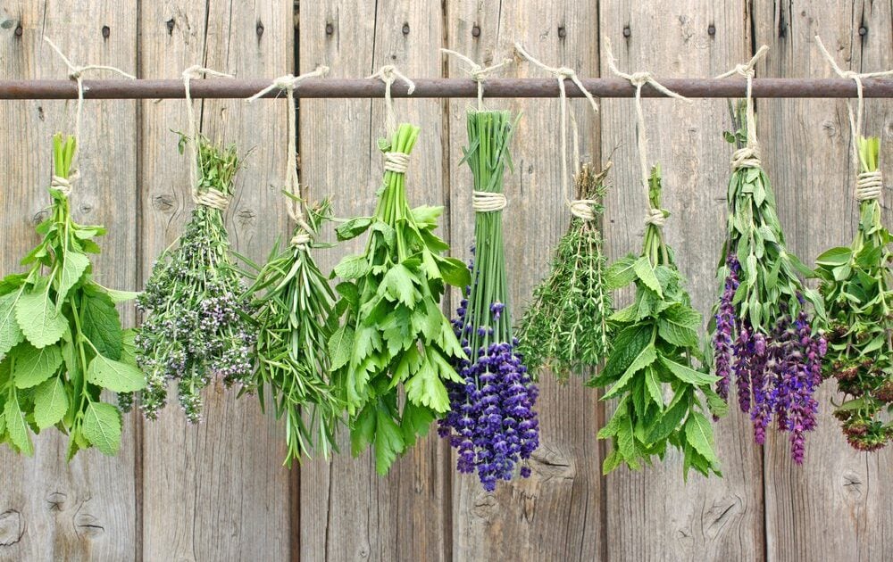 how to dry herbs