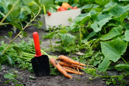 Veganic Farming: Can it Save the Vegan Diet from Animal-Based Soil?