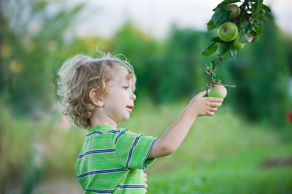 What is Permaculture? Bringing DIY Sustainability to Your Garden