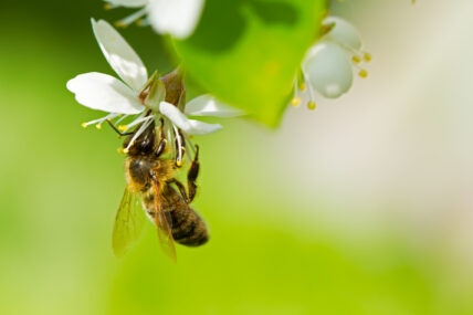 honey bees