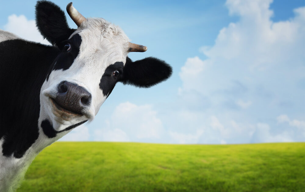 This is What Happens When a Cow Escapes a Slaughterhouse [Video]