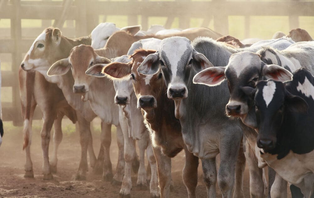 Your Red Meat Addiction is Killing More Than Just the Cow: Widespread Extinction Linked to Beef Production