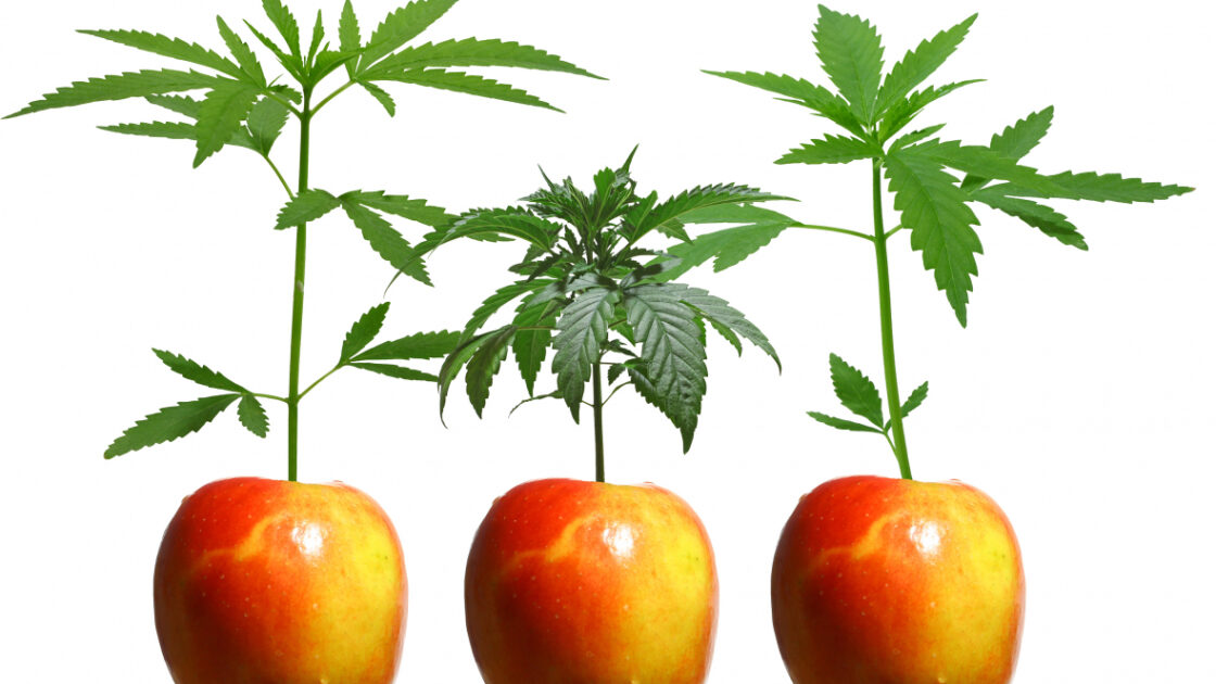 Munchie Marijuana Effects: It's All In Your Head (Literally)