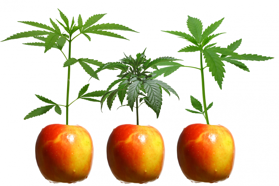 Munchie Marijuana Effects: It's All In Your Head (Literally)