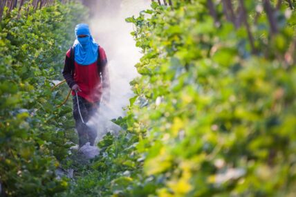 Monsanto Says Its GMO Crops Will Be 'Carbon Neutral' By 2021