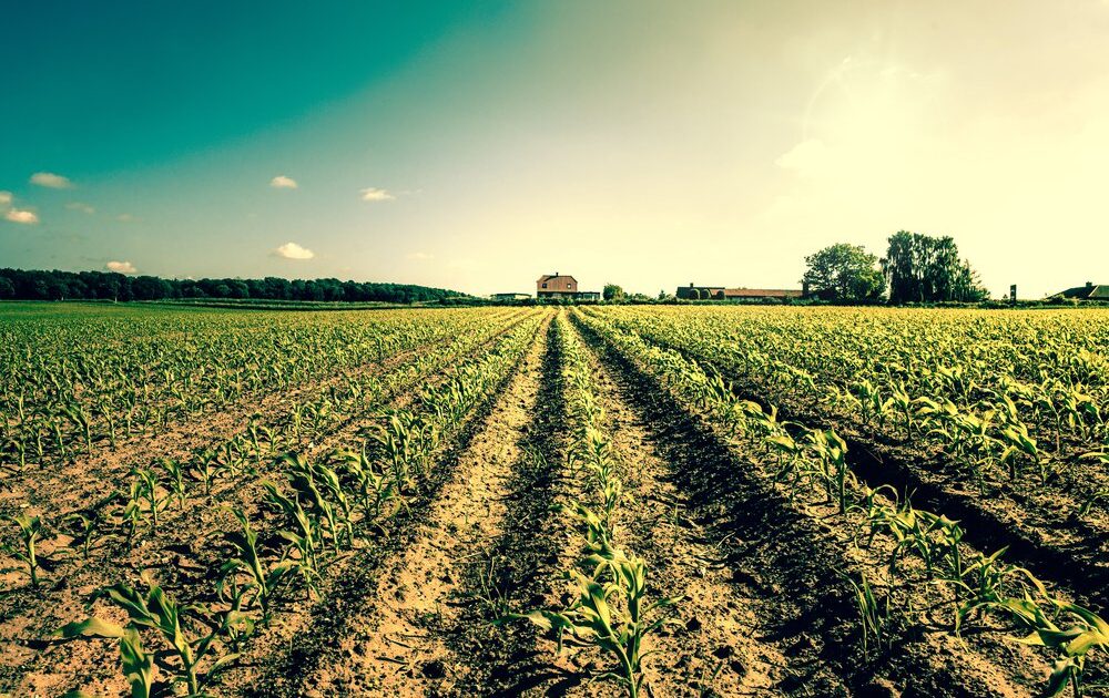 gmo food reportedly safe