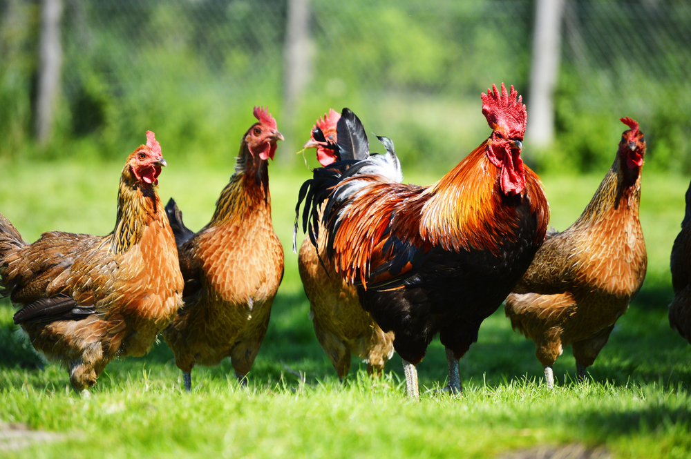 usda organic chickens must have 1 square foot of space