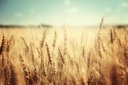 gmo wheat