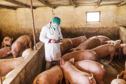 Antibiotics in Livestock Animals Still on the Rise, Says FDA