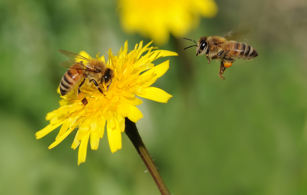 Struggling Honey Bees are Making Poisonous Honey, Pesticide Residue Widespread, Study Finds