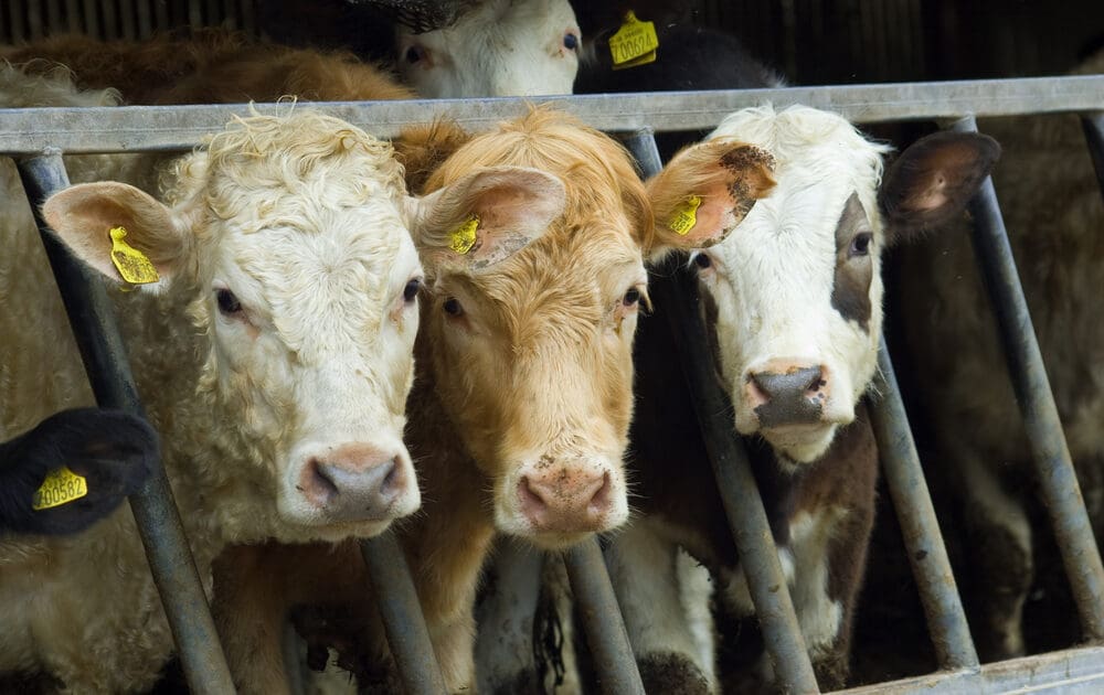 Dietary Guidelines Won't Consider Meat's Impact on Environment