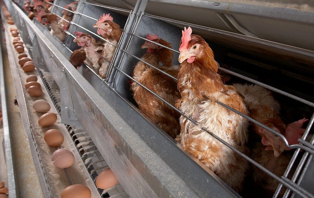 Factory Farms Exposed: A New Book Takes Us Behind the Barn Door