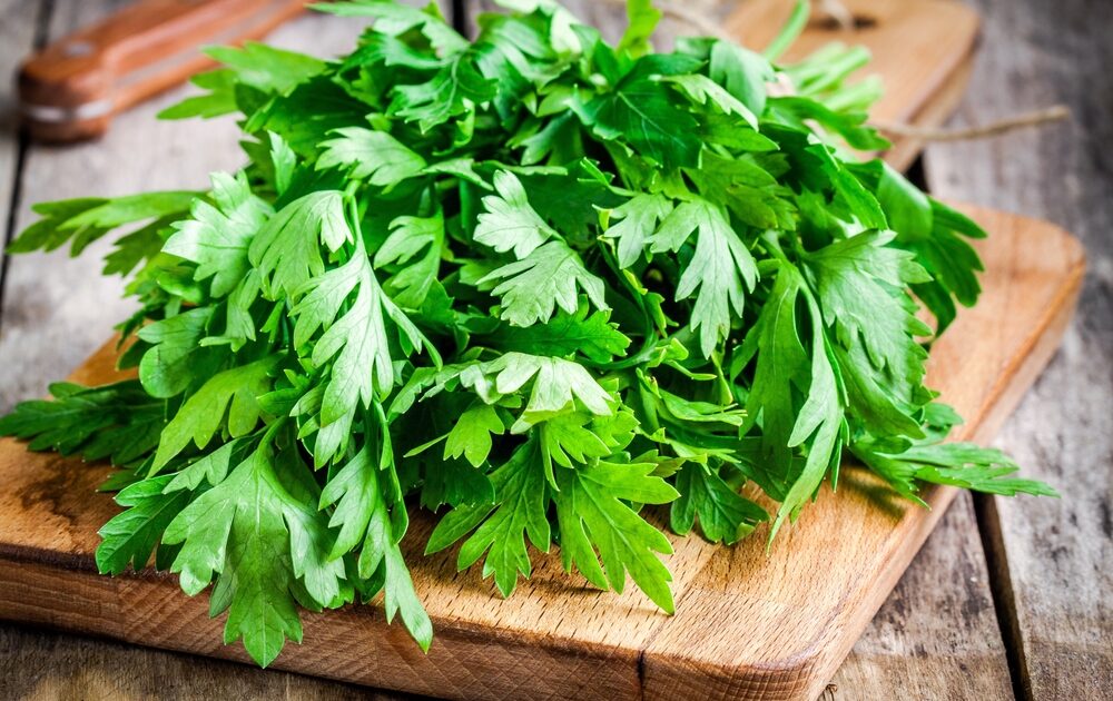 Mexican Cilantro Fields Double as Toilets, FDA Bans Imports