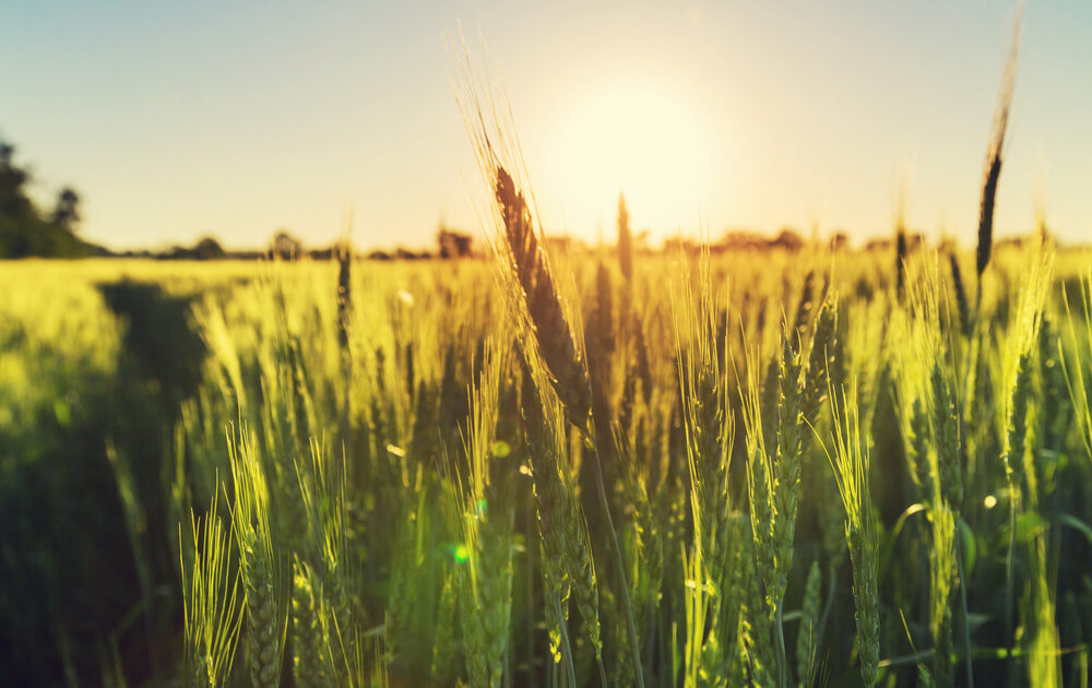 Organic Farming on the Rise in the U.S., with over 20,000 Organic Farms