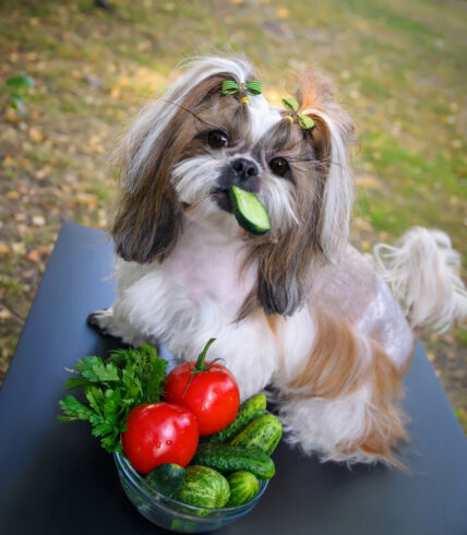 Rainbeau Mars has introduced a new cleanse for your dog.