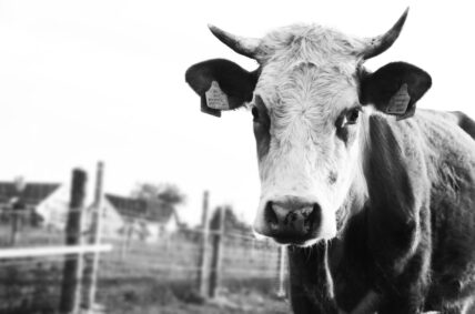 antibiotics in livestock feed double methane gas
