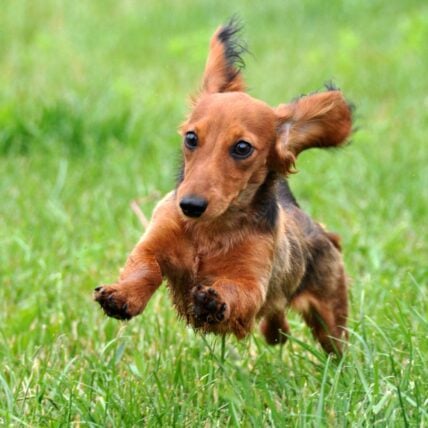 dog walking