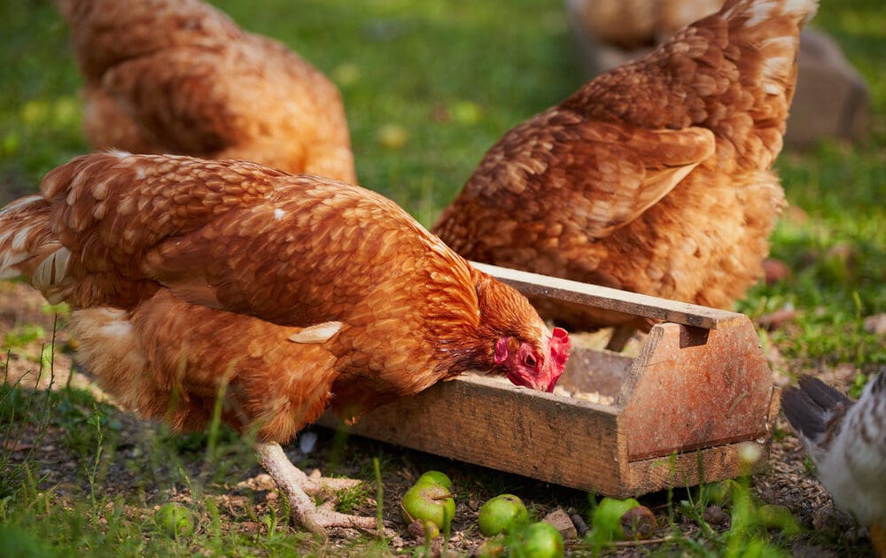 non-gmo foods