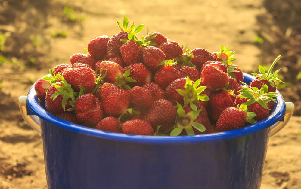 Whole Foods to Pioneer Fair Food Program Strawberries