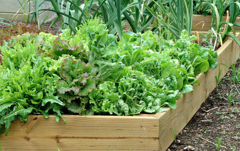 summer garden bucket list