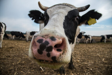 National Cattlemen’s Beef Association
