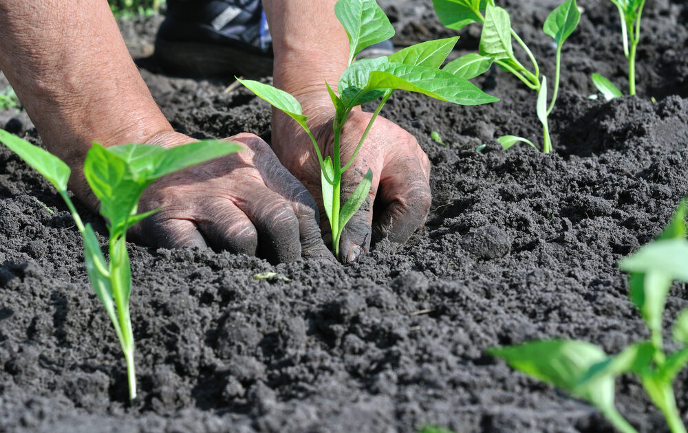organic agriculture can feed the world