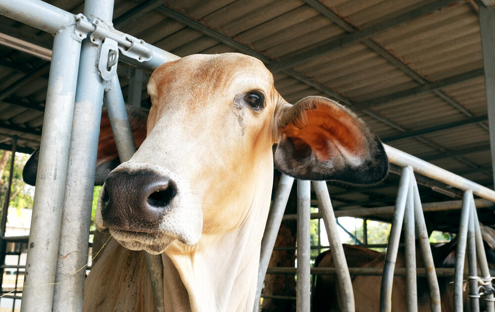 Vegan Restaurant Chain Becomes a Battleground Over ‘Humane’ Meat