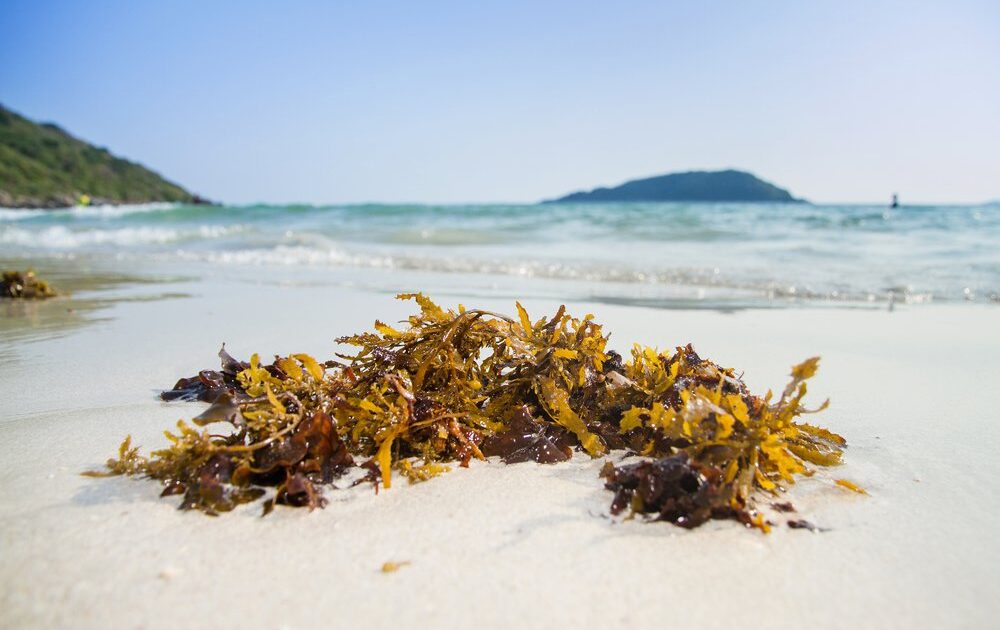 benefits of seaweed to your garden