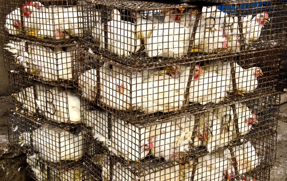 egg-laying chickens are a poster child for animal welfare reform